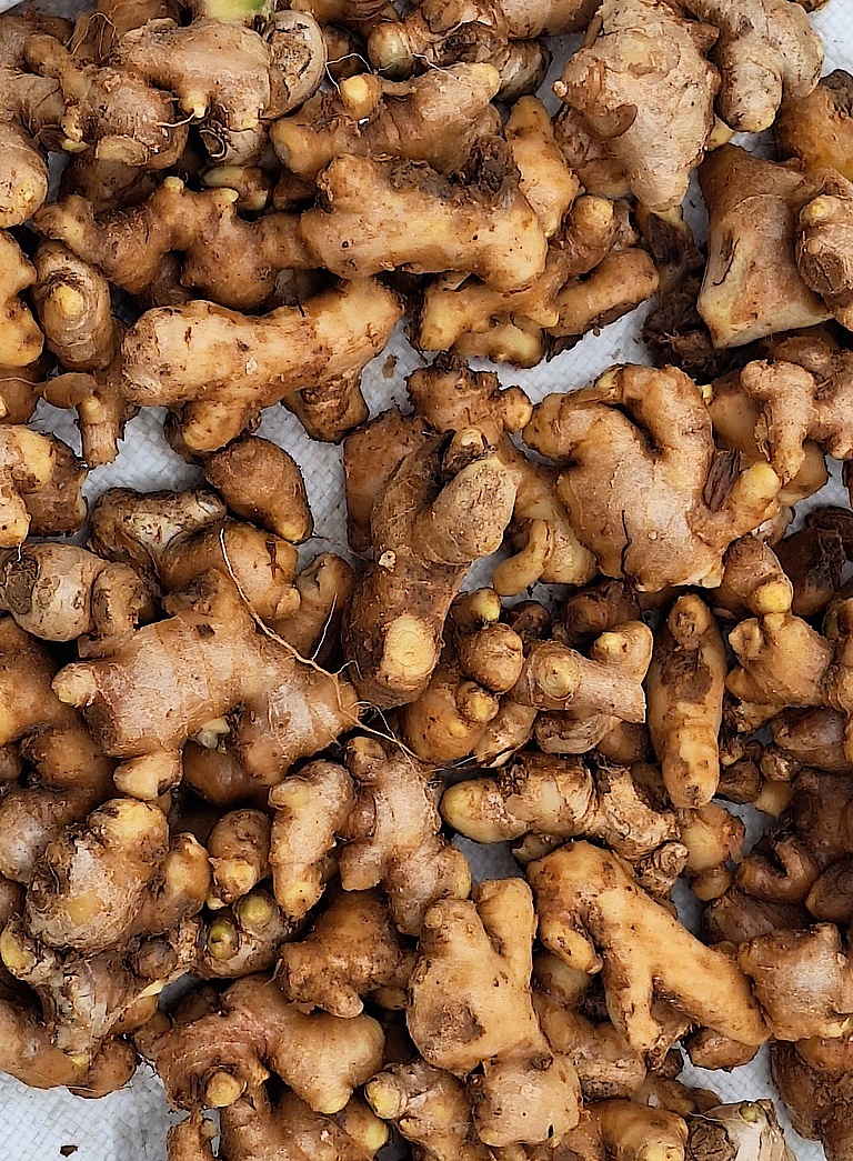 Freshly harvested ginger rhizomes